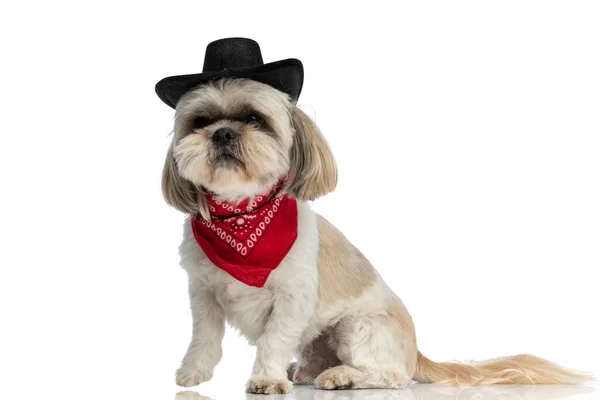 Adorável Shih Tzu Cão Vestindo Chapéu Preto Bandana Vermelha Levantando — Fotografia de Stock