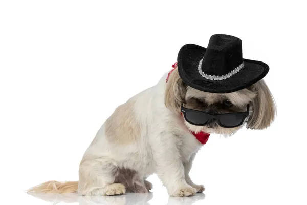 Симпатичная Шикарная Собака Смотрит Солнцезащитные Очки Жестким Взглядом Белом Студийном — стоковое фото