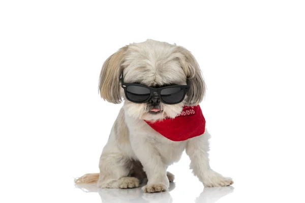 Cool Shih Tzu Dog Posing Attitude Wearing Sunglasses Bandana Sticking — Stock Photo, Image