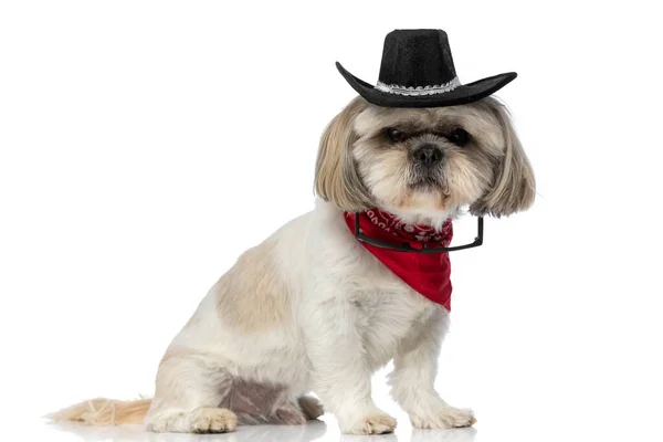 Zoete Shih Tzu Met Een Zonnebril Opknoping Het Dragen Van — Stockfoto