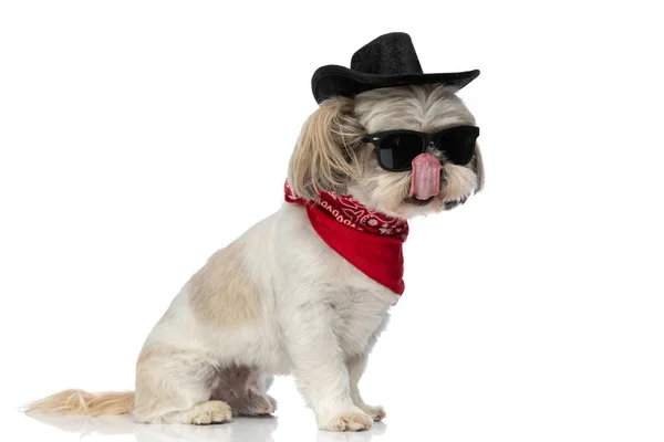 Cool Shih Tzu Cão Lambendo Sua Boca Vestindo Uma Bandana — Fotografia de Stock