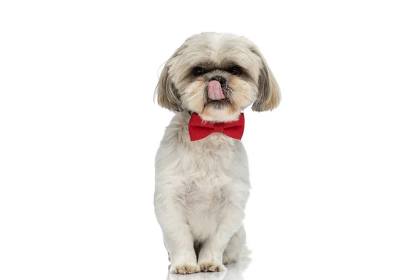 甜美的石竹狗舔着鼻子 头戴红色的领带 衬托着白色的工作室背景 — 图库照片