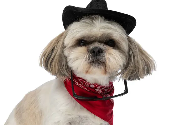 Stoere Shih Tzu Hond Met Zonnebril Een Zwarte Hoed Een — Stockfoto