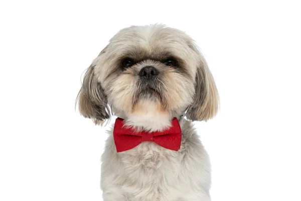 Nahaufnahme Eines Kleinen Shih Tzu Hundes Mit Roter Fliege Und — Stockfoto