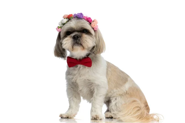 Słodki Shih Tzu Pies Noszenie Czerwony Muszka Opaska Kwiatów Białym — Zdjęcie stockowe