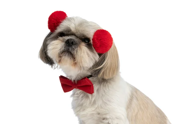 Kleiner Shih Tzu Hund Mit Flauschigen Kopfhörern Und Roter Fliege — Stockfoto