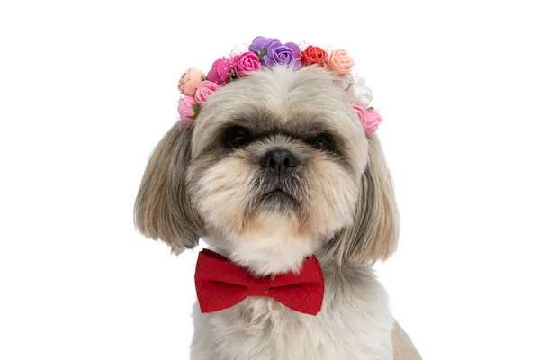Nahaufnahme Eines Süßen Shih Tzu Hundes Mit Einem Stirnband Aus — Stockfoto