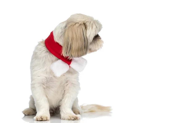 Schattig Klein Shih Tzu Hond Kijken Naar Zijkant Het Dragen — Stockfoto