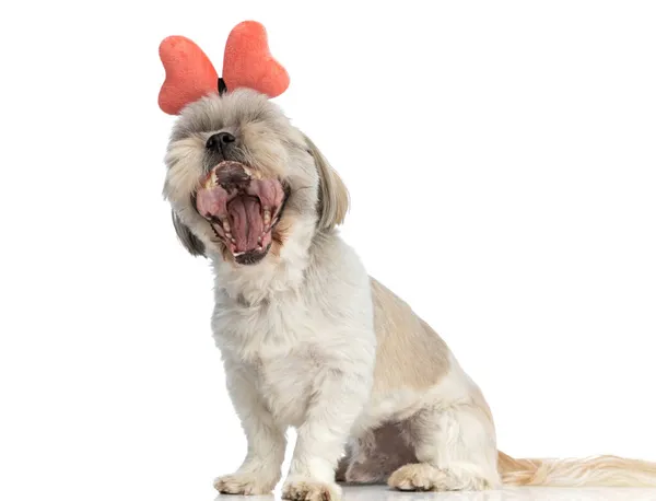 Adorable Shih Tzu Perro Gritando Cámara Usando Mariposa Diadema Contra — Foto de Stock