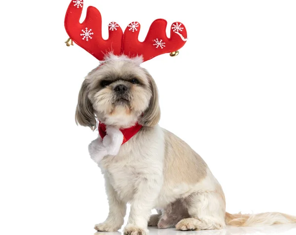 Small Shih Tzu Dog Wearing Red Reindeer Horns Scarf White — Stock Photo, Image