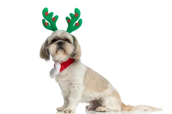 Side View Little Shih Tzu Dog Wearing Reindeer Horns Scarf — Stock Photo, Image