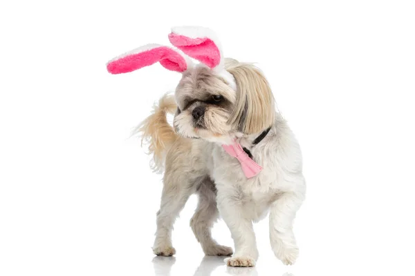 Kleiner Shih Tzu Hund Mit Hasenohren Und Rosa Fliege Vor — Stockfoto