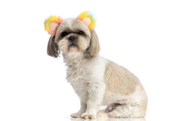 甜美的石子狗 长着五彩缤纷的耳朵 靠着白色的摄影棚背景坐着 — 图库照片