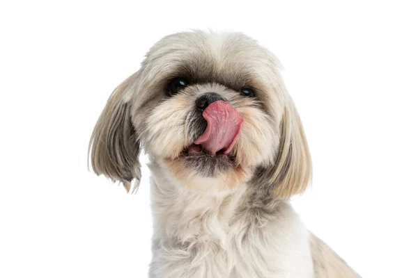 Zbliżenie Trochę Shih Tzu Pies Lizanie Jego Nos Siedzi Białym — Zdjęcie stockowe