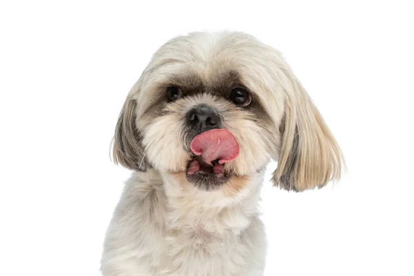 走近一只甜甜的石子狗舔着他的嘴 看着旁边的白色摄影棚背景 — 图库照片