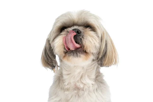 特写在一只小狗崽子舔鼻涕 坐在白色摄影棚的背景下 — 图库照片