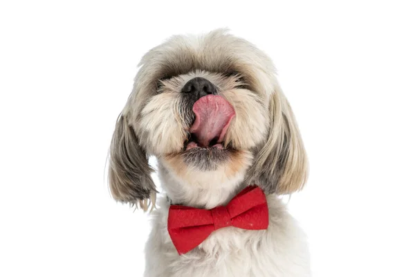 甜的石竹狗舔着鼻子 头戴红色的领带 衬着白色的背景 — 图库照片