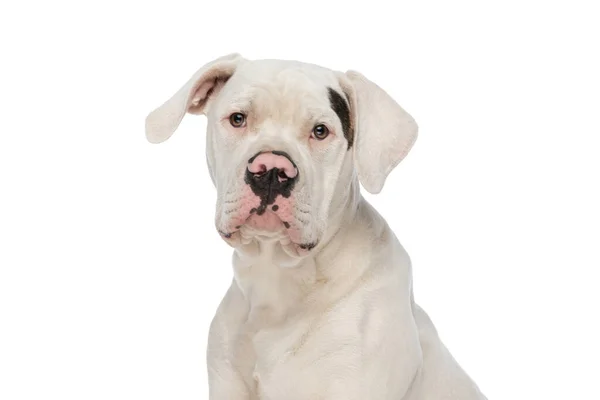 Ritratto Prezioso Cane Bulldog Americano Seduto Isolato Sfondo Bianco Studio — Foto Stock