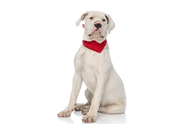 Wit Amerikaanse Bulldog Puppy Dragen Rode Bandana Zitten Geïsoleerd Witte — Stockfoto