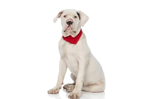Cute American Bulldog Dog Wearing Red Bandana Looking Away Sitting — Stock Photo, Image