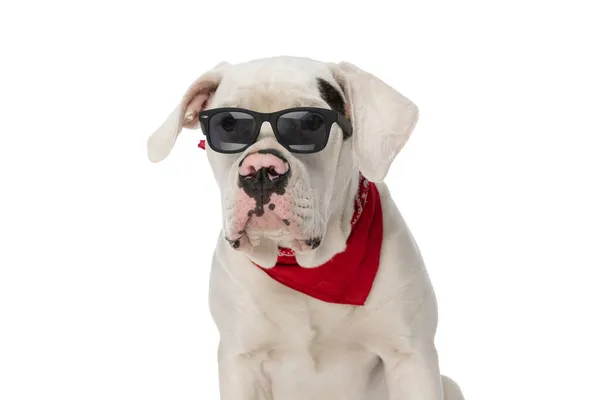 Cool Amerykański Buldog Szczeniak Nosi Okulary Przeciwsłoneczne Odwracając Wzrok Siedzi — Zdjęcie stockowe