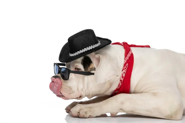 Side View American Bulldog Dog Licking Nose Wearing Hat Sunglasses — Stock Photo, Image