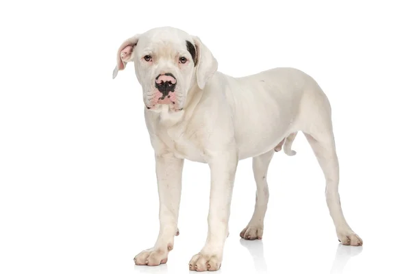 Beautiful American Bulldog Dog Standing Isolated White Background Studio — Stock Photo, Image