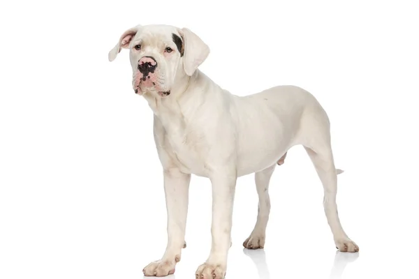 Kostbare Amerikaanse Bulldog Kijken Weg Staan Geïsoleerd Witte Achtergrond Studio — Stockfoto