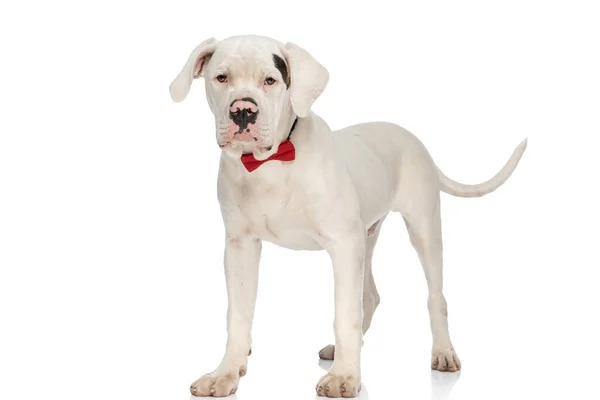 Schattig Amerikaans Bulldog Dragen Rode Strikje Staan Geïsoleerd Witte Achtergrond — Stockfoto