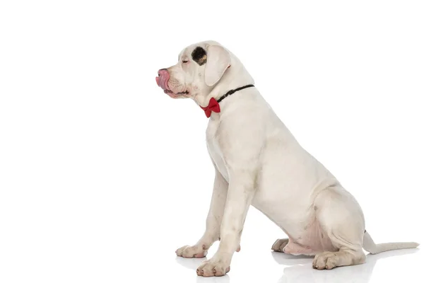 Side View Elegant American Bulldog Wearing Red Bowtie Looking Side — стоковое фото