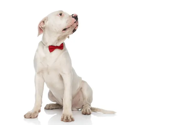 Ivrig Amerikansk Bulldog Valp Med Röd Bowtie Tittar Upp Och — Stockfoto