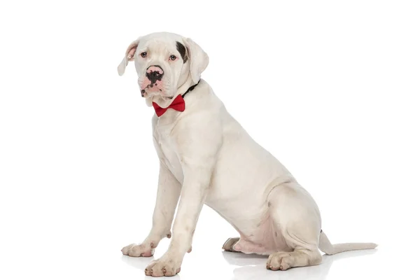 Джентльмен Американський Бульдог Собака Червоною Косичкою Сидить Положенні Збоку Білому — стокове фото