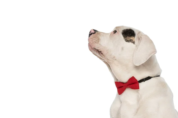 Side View Elegant American Bulldog Puppy Red Bowtie Looking Side — Stock Photo, Image