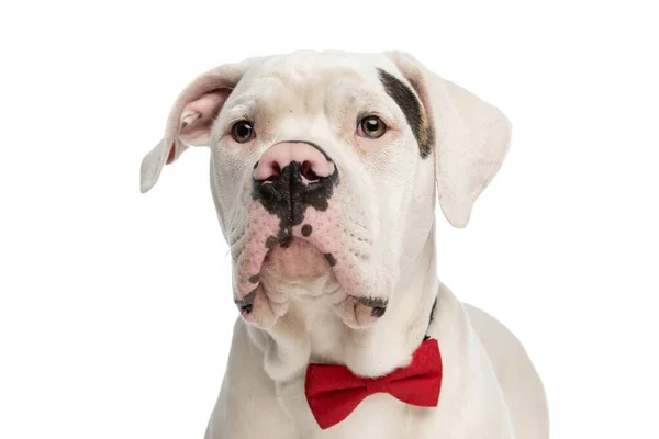 Adorable Elegante Bulldog Americano Vistiendo Pajarita Roja Mirando Hacia Otro — Foto de Stock