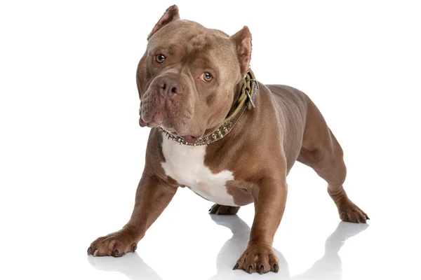 Lindo Marrom Americano Bully Cão Vestindo Colarinho Dourado Olhando Para — Fotografia de Stock