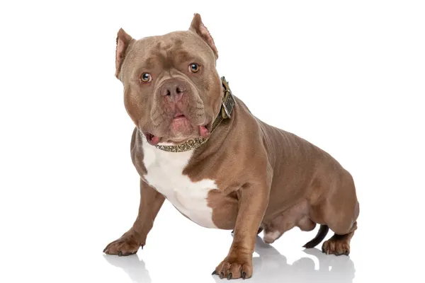 Side View Adorable American Bully Wearing Golden Collar Standing White — Stock Photo, Image
