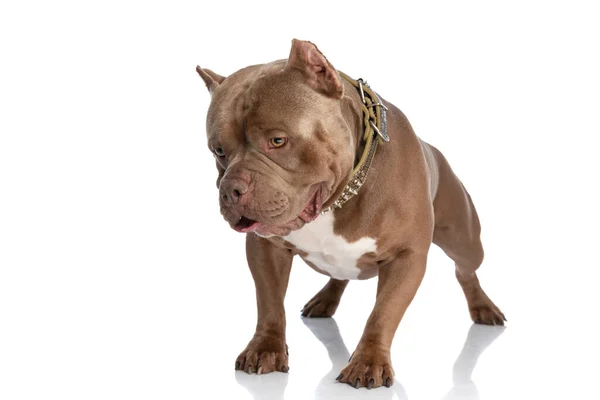 Precious American Bully Puppy Golden Collar Looking Standing Isolated White — Stock Photo, Image