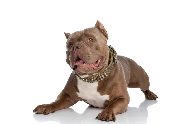 Perro Bravucón Americano Feliz Vistiendo Collar Oro Mirando Hacia Arriba — Foto de Stock