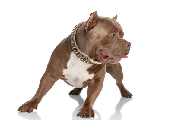 Playful American Bully Dog Golden Collar Looking Side Sticking Out — Stock Photo, Image