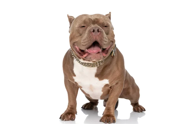 Feliz Americano Bully Filhote Cachorro Saindo Língua Ofegante Olhando Para — Fotografia de Stock