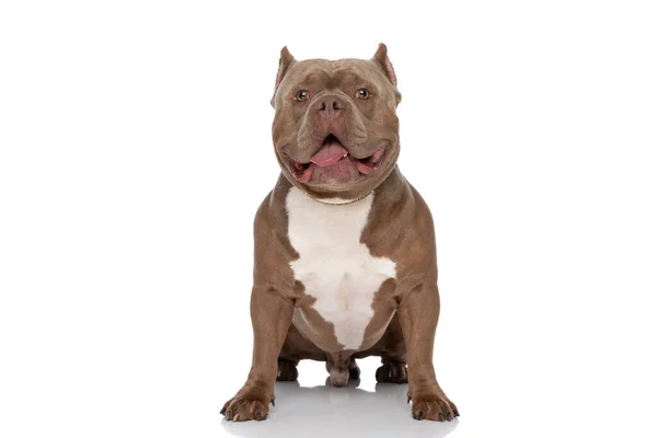 Sweet American Bully Puppy Sticking Out Tongue Panting While Sitting — Stock Photo, Image