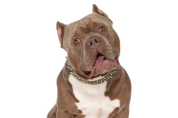 Engraçado Americano Bully Filhote Cachorro Com Gola Ouro Saindo Língua — Fotografia de Stock