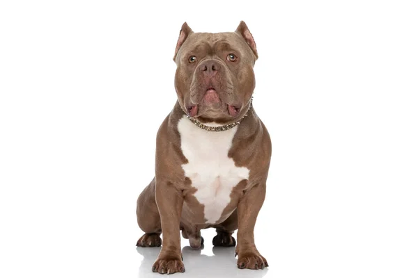 Cute Bully Dog Wearing Golden Collar Looking Sitting Isolated White — Stock Photo, Image