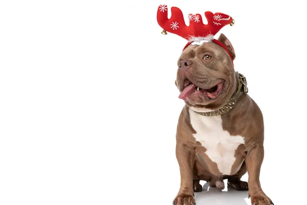 Słodkie Amerykański Tyran Pies Boże Narodzenie Opaska Patrząc Bok Dysząc — Zdjęcie stockowe