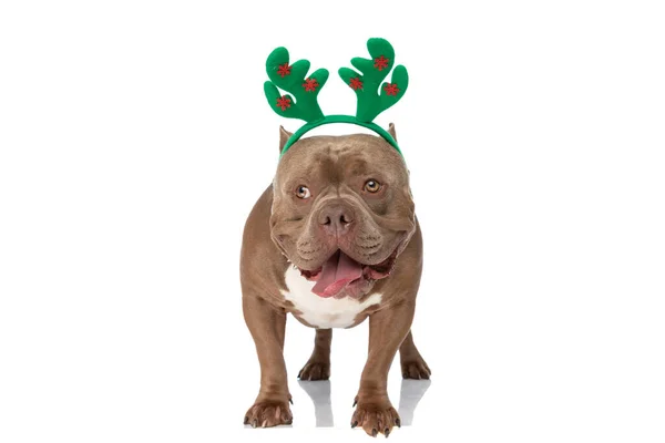 Lindo Cachorro Americano Matón Con Diadema Navidad Verde Mirando Lado — Foto de Stock