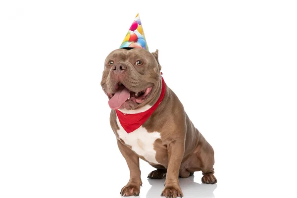 Bel Cucciolo Bullo Americano Con Cappello Compleanno Bandana Rossa Che — Foto Stock