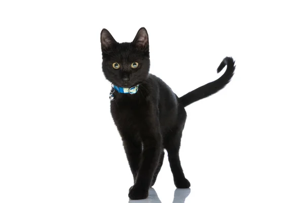 Piękny Czarny Kot Niebieskim Kołnierzykiem Wokół Szyi Spacery Izolowane Białym — Zdjęcie stockowe
