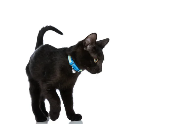 Side View Black Pussycat Blue Collar Looking Side Walking Isolated — Stock Photo, Image