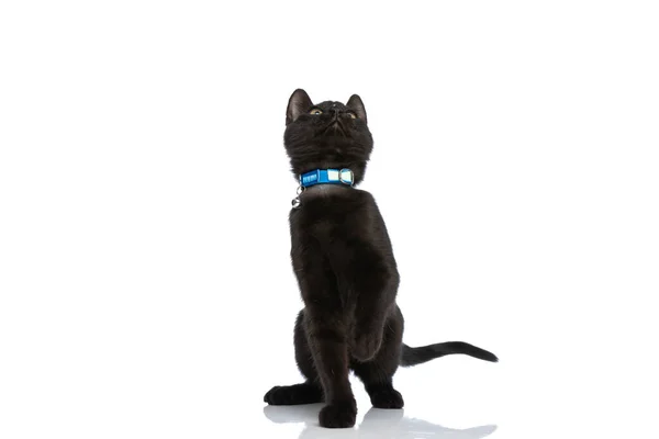 Aranyos Kis Fekete Macska Val Kék Gallér Felnéz Álló Hátsó — Stock Fotó