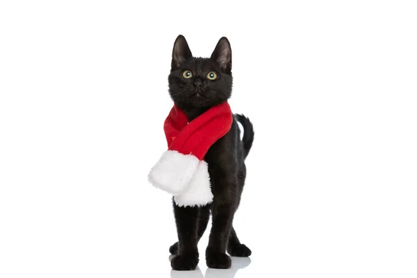 Söt Liten Metis Kitty Bär Jul Halsduk Och Tittar Upp — Stockfoto